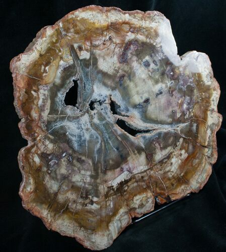 Large Petrified Wood Slab From Madagascar - #8173